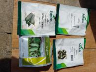 Sadenice uhorky nakladačky (3/2)