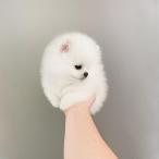 Čistokrvného mini pomeraniana (3/3)