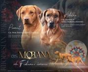 ChS Morana zadá štěňata RR s PP (3/4)