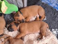 ChS Morana zadá štěňata RR s PP (4/4)