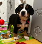 Entlebušský salašnícky pes (4/6)