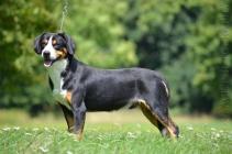 Entlebušský salašnícky pes (7/6)