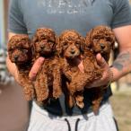 Pudle-pudel_ poodle (5/5)