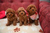 Pudle-pudel_ poodle (6/5)