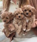Maltipoo (3/3)