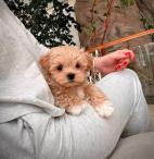 Maltipoo (4/3)