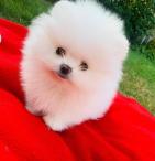 Pomeranian mini (3/5)