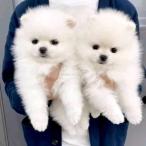 Pomeranian mini (4/5)