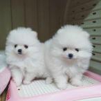 Pomeranian mini (5/5)