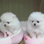 Pomeranian mini (6/5)