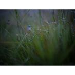 Hasselblad Xcd 90mm F/2.5 V Lens (INDOELECTRONIC) (6/5)