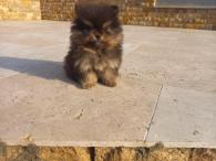 Pomeranian (3/2)