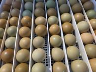 Násadové vajcia bažant polný