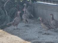 Násadové vajcia bažant polný (4/3)