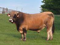Predaj plemenných býkov – Aubrac a Dánsky simentál (2021) 1/2
