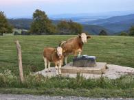 Predaj plemenných býkov – Aubrac a Dánsky simentál (2021) (3/2)