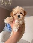 Maltipoo mini pudel maltezak 1/2