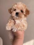 Maltipoo mini pudel maltezak (3/2)