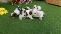 Šteniatka Shih Tzu na adopciu 1/1
